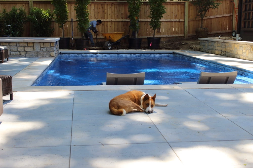 Can Dogs Swim in Fiberglass Pools?
